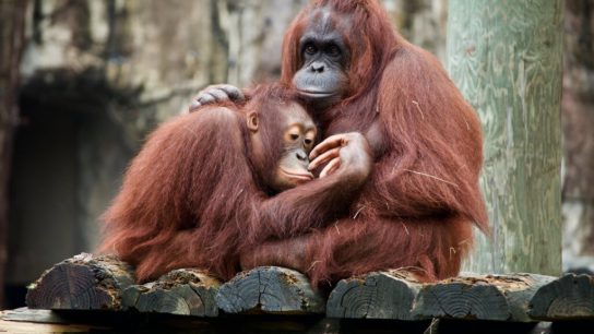 Endangered Animals Species Spotlight: Orangutan