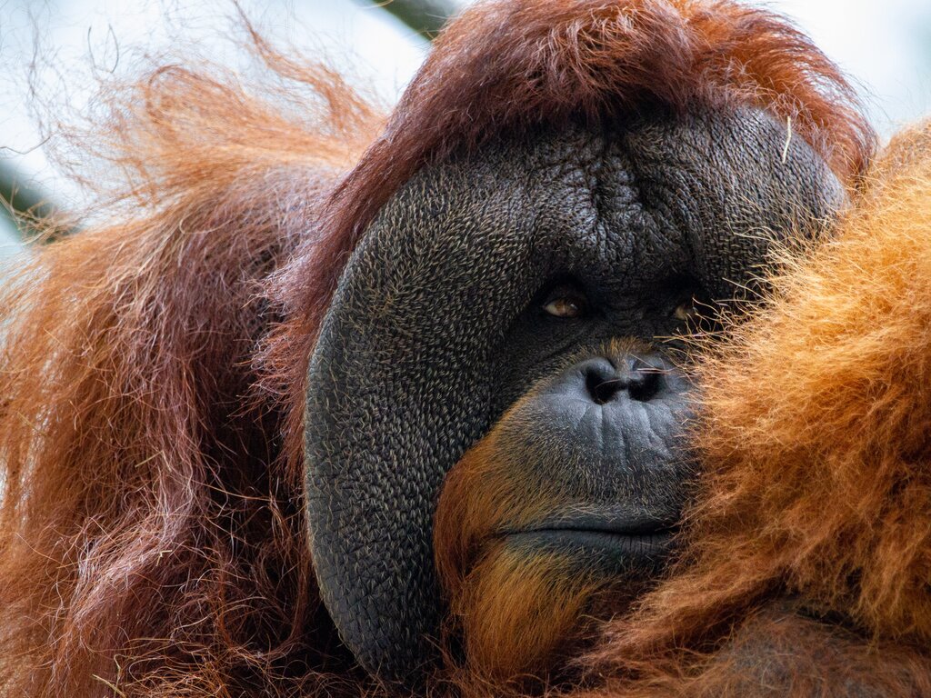flanged orangutan male
