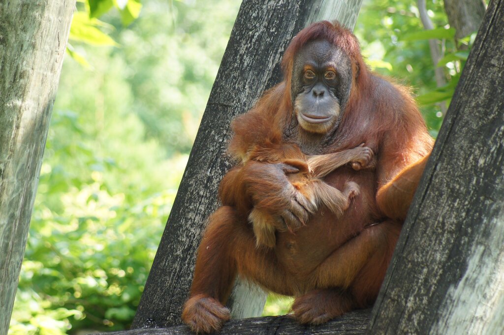 orangutan, endangered species spotlight