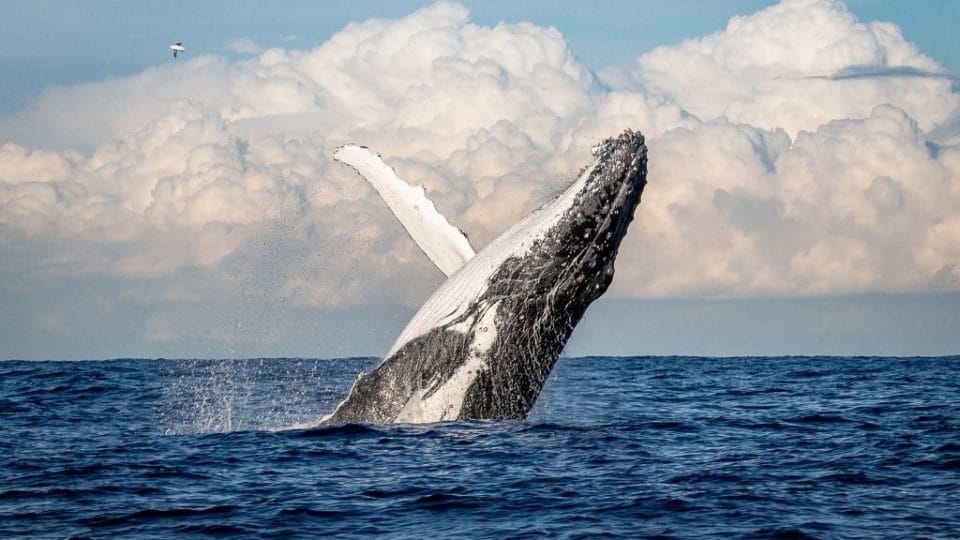 A Humpbackwhale in Ecuador near Isla de la Plata.