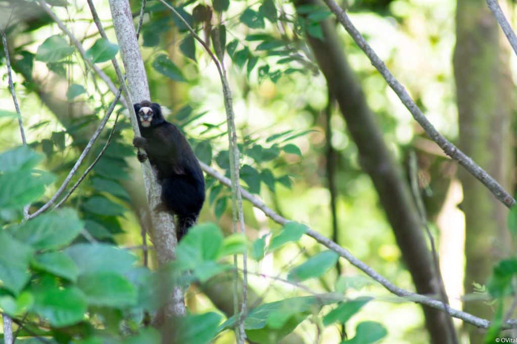 Buffy Tufted Marmoset