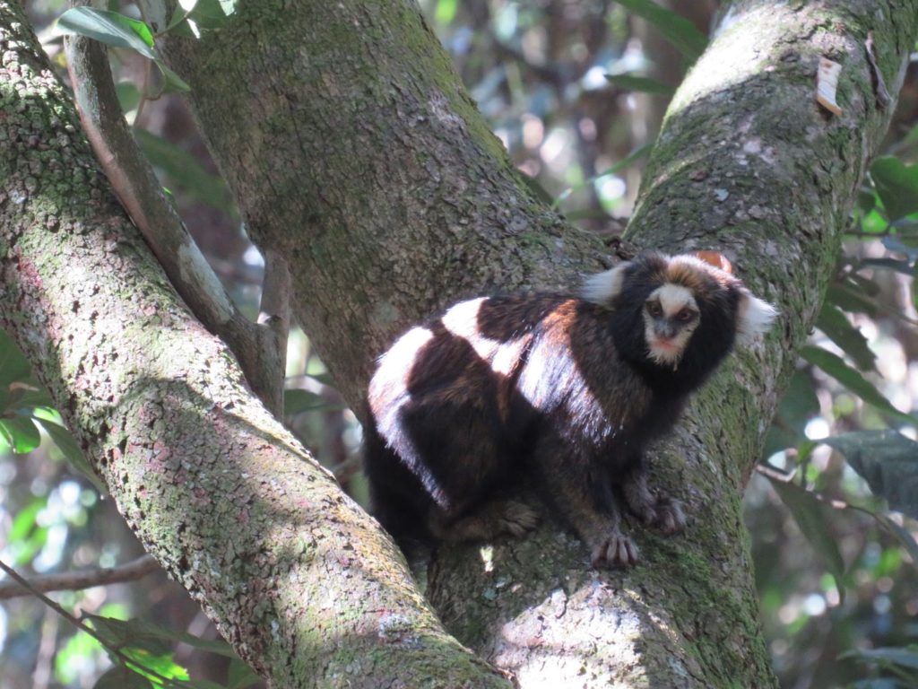 Buffy Tufted Marmoset