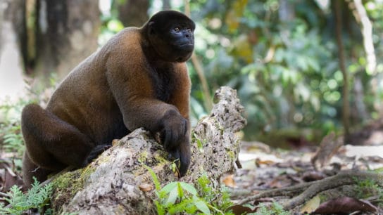 Ecuador Becomes First Country to Recognise Animal Legal Rights