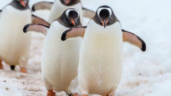 5 Facts About Endangered Penguin Species 