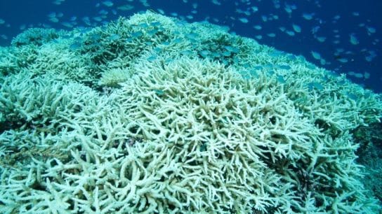 Mass Coral Bleaching Event in Florida as Ocean Temperatures Exceed 100F
