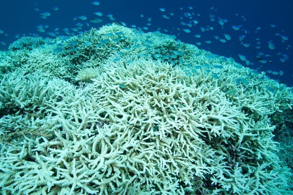 what is coral bleaching