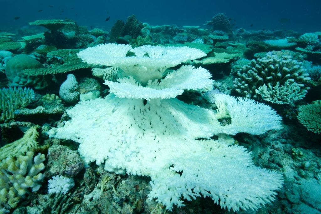 what is the cause of coral bleaching