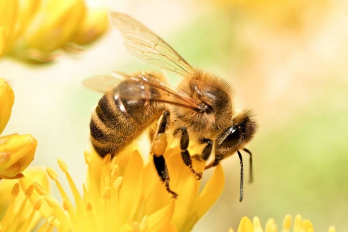 The Threats of Climate Change to Endangered Bee Species