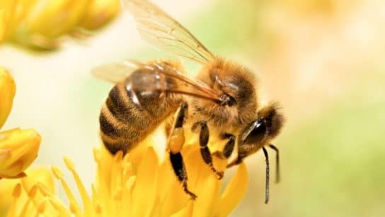 Climate Change Threats Against the Honey Bee and Endangered Bee Species
