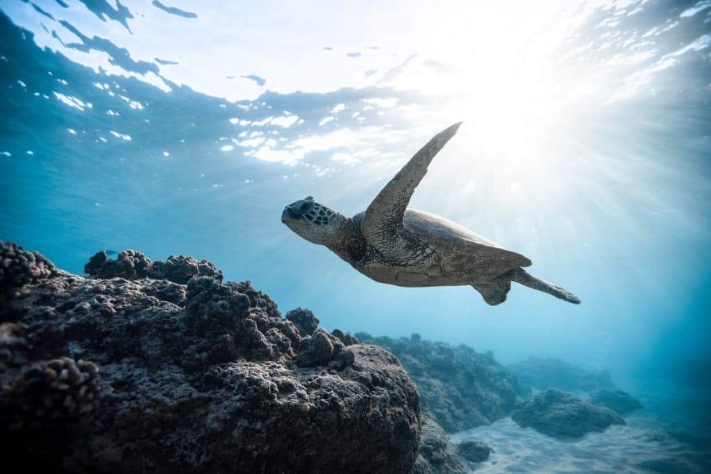 sea turtle species endangered