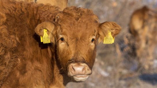 World’s Largest Meat Producer JBS Saw 50% Emissions Rise Despite Net Zero Pledge