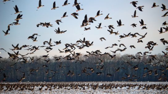 Technology Has Taught Us Much About Migratory Birds But Can It Save Them?