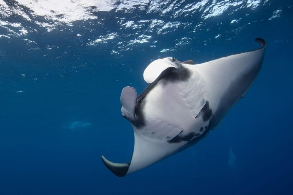 11 of the Most Endangered Species in the Ocean in 2023 