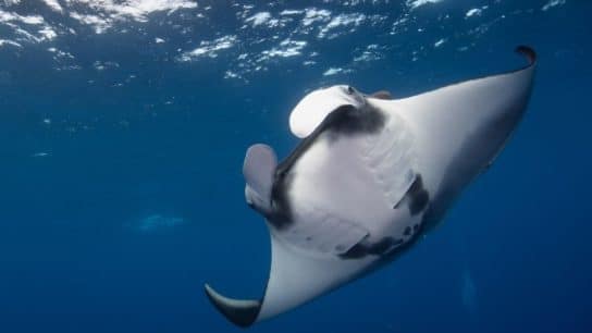 11 of the Most Endangered Species in the Ocean in 2022