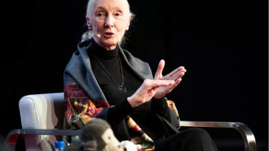 Jane Goodall speaking at the Milken Institute.