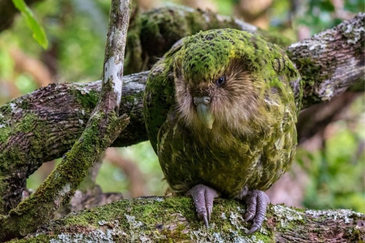 7 of the World's Most Endangered Bird Species 