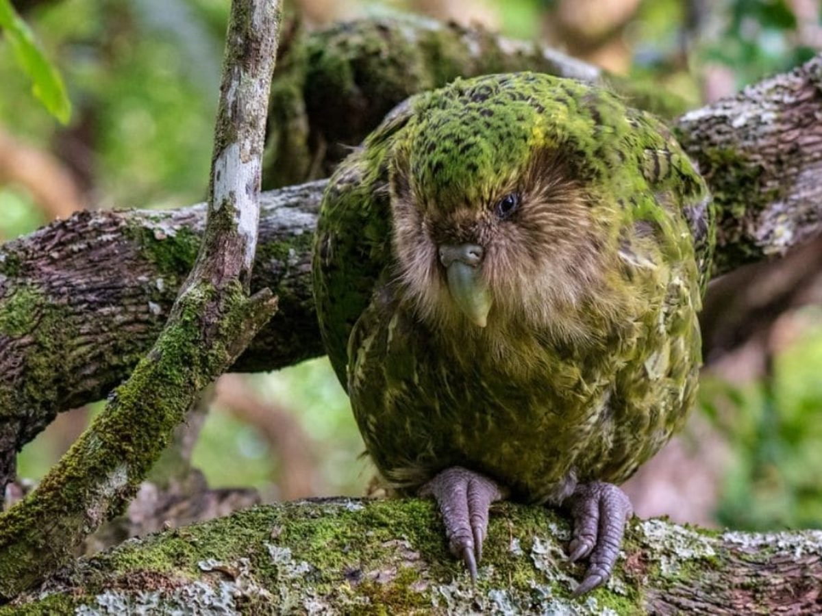 7 of the World's Most Endangered Bird Species 