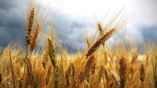 How Wheat Shortage Is Sparking a Global Food Crisis