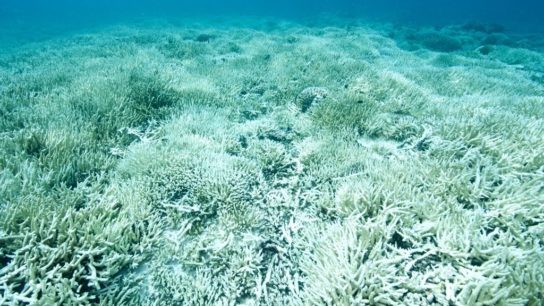 91% of Corals in Great Barrier Reef Affected by Bleaching in 2022