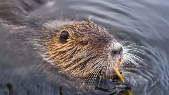 The Successful Reintroduction of the Extinct Eurasian Beaver in Serbia