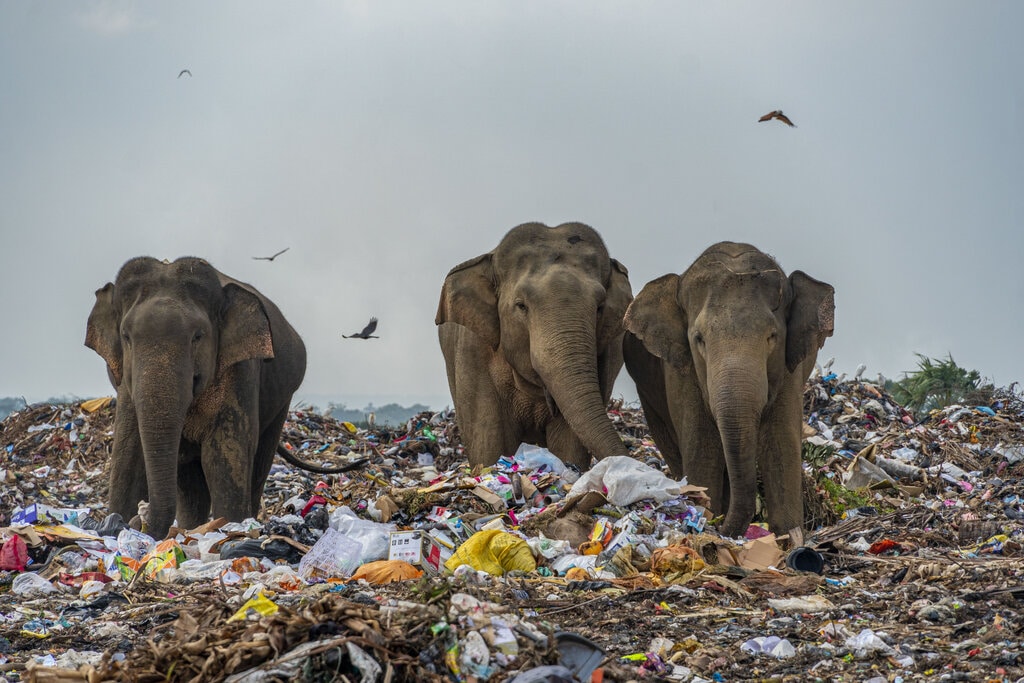The Detrimental Impacts of Plastic Pollution on Animals
