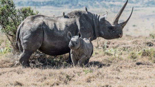 Black Rhinos: Endangered Animals Spotlight