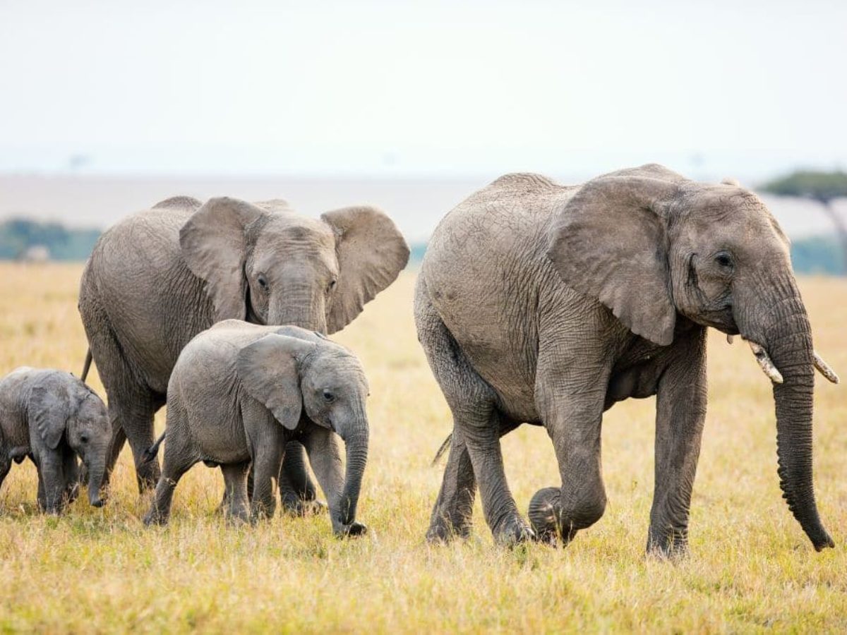 10 of the Most Endangered Species in Africa 