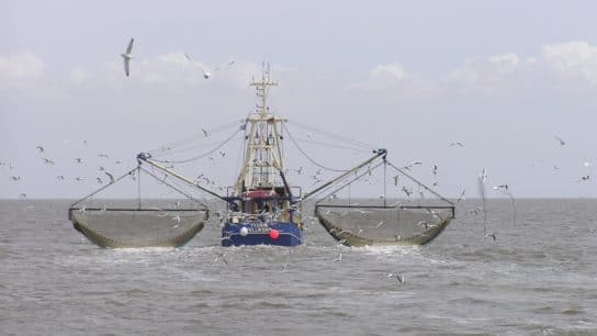 WTO Bans Fishing Subsidies in Historic Deal to Reduce Global Overfishing