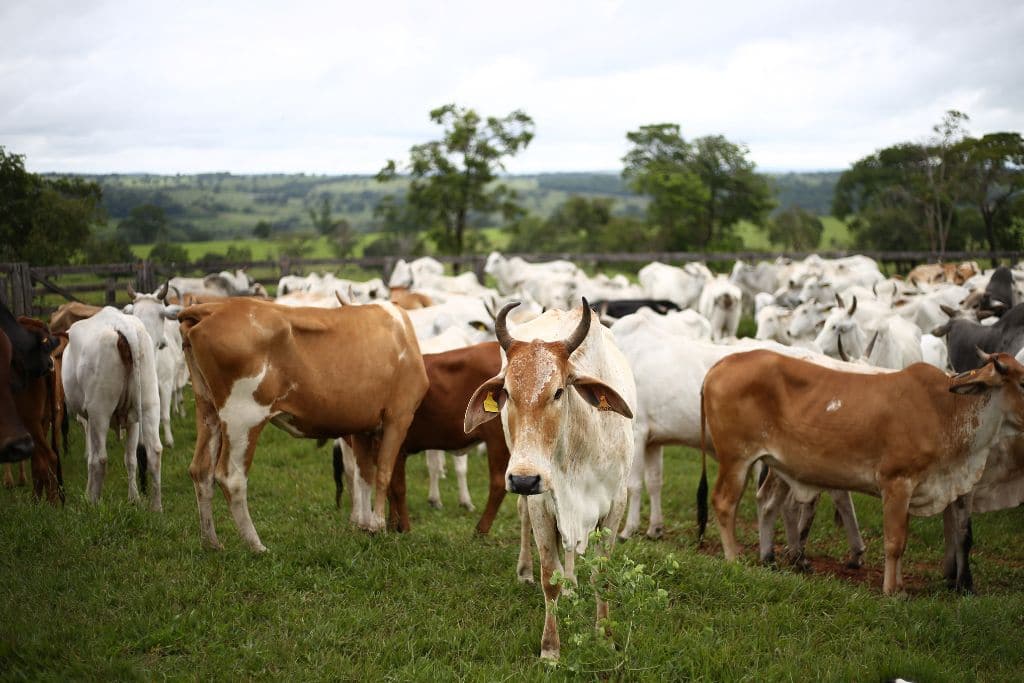 Meat Consumption and Climate Change: Western Countries Must Cut by 75%