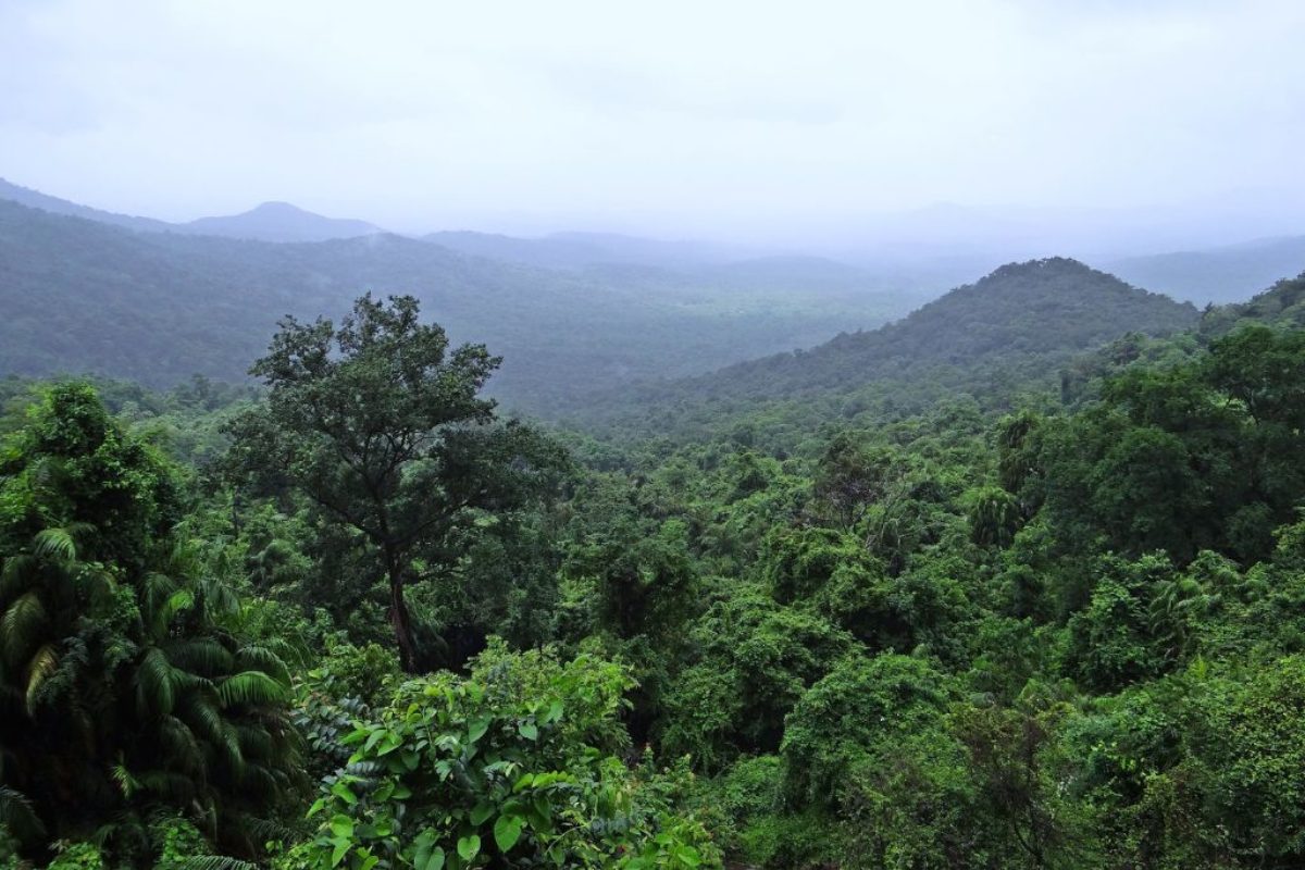 Rainforest 600×300×450 8 Phenomenal Rainforest Facts That Will Blow Your Mind | Earth.Org
