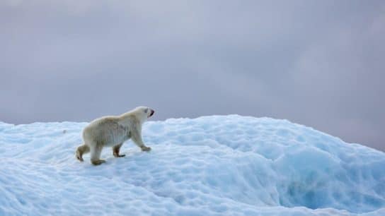 Greenland Polar Bears are Adapting to Climate Change