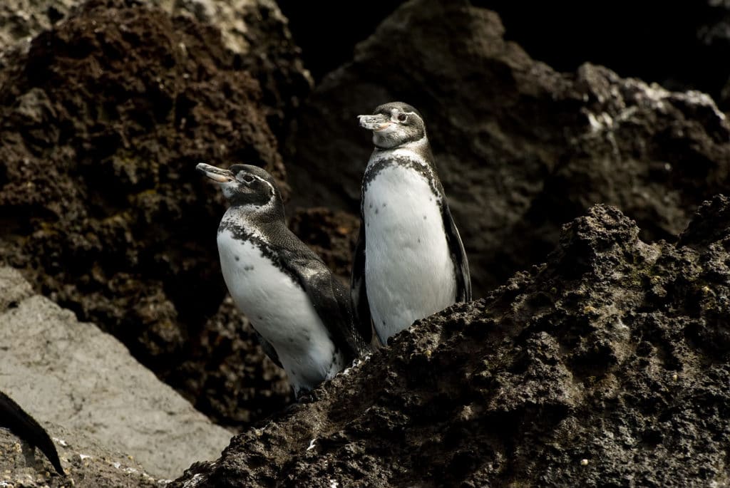 Galapagos Penguin: Endangered Animals Spotlight