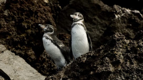 Endangered Animals Spotlight: Galapagos Penguin