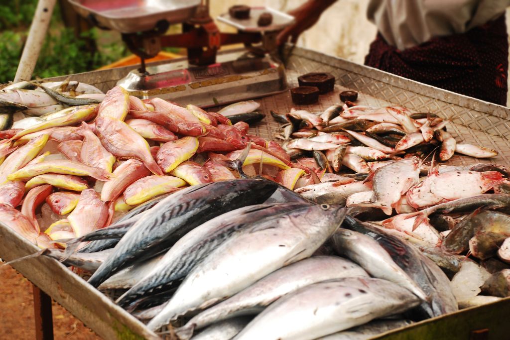 solutions to overfishing; lab-grown seafood
