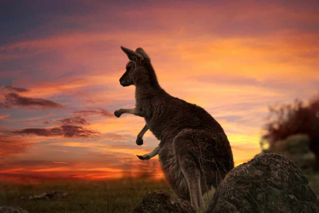 Australia's wildlife