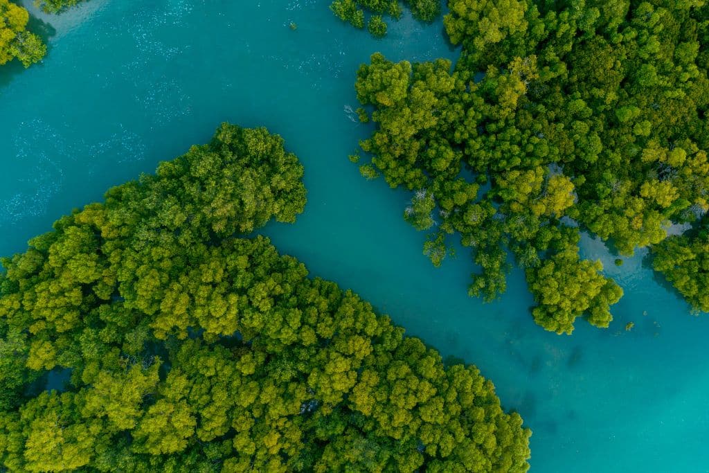 mangroves; mangrove forest; green credits