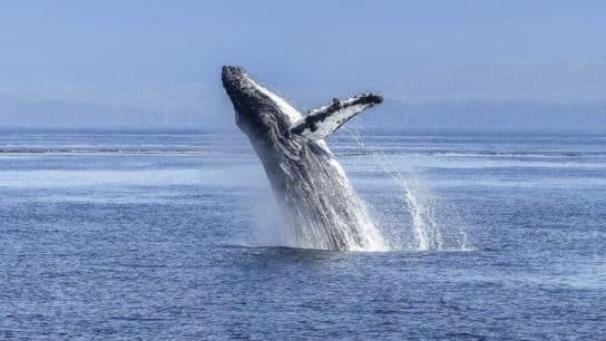 From Exploitation to Preservation: The Evolution of the International Whaling Commission
