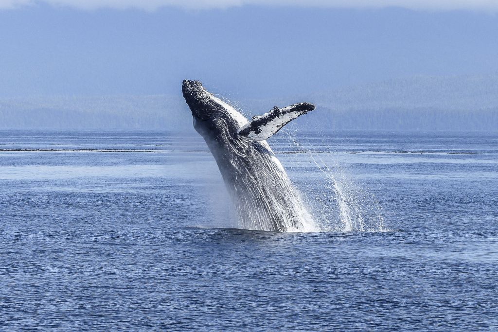 From Exploitation to Preservation: The Evolution of the International Whaling Commission
