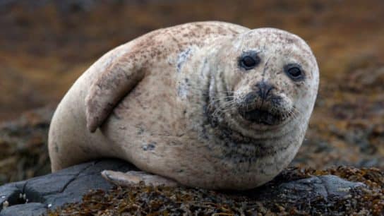 US Reports First Cases of Avian Flu in Seals This Summer