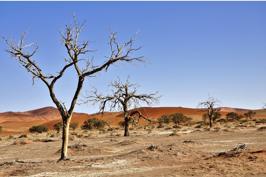 define desertification government