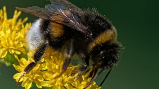 Climate Stress Gives Bumblebees Asymmetrical Wings: Study