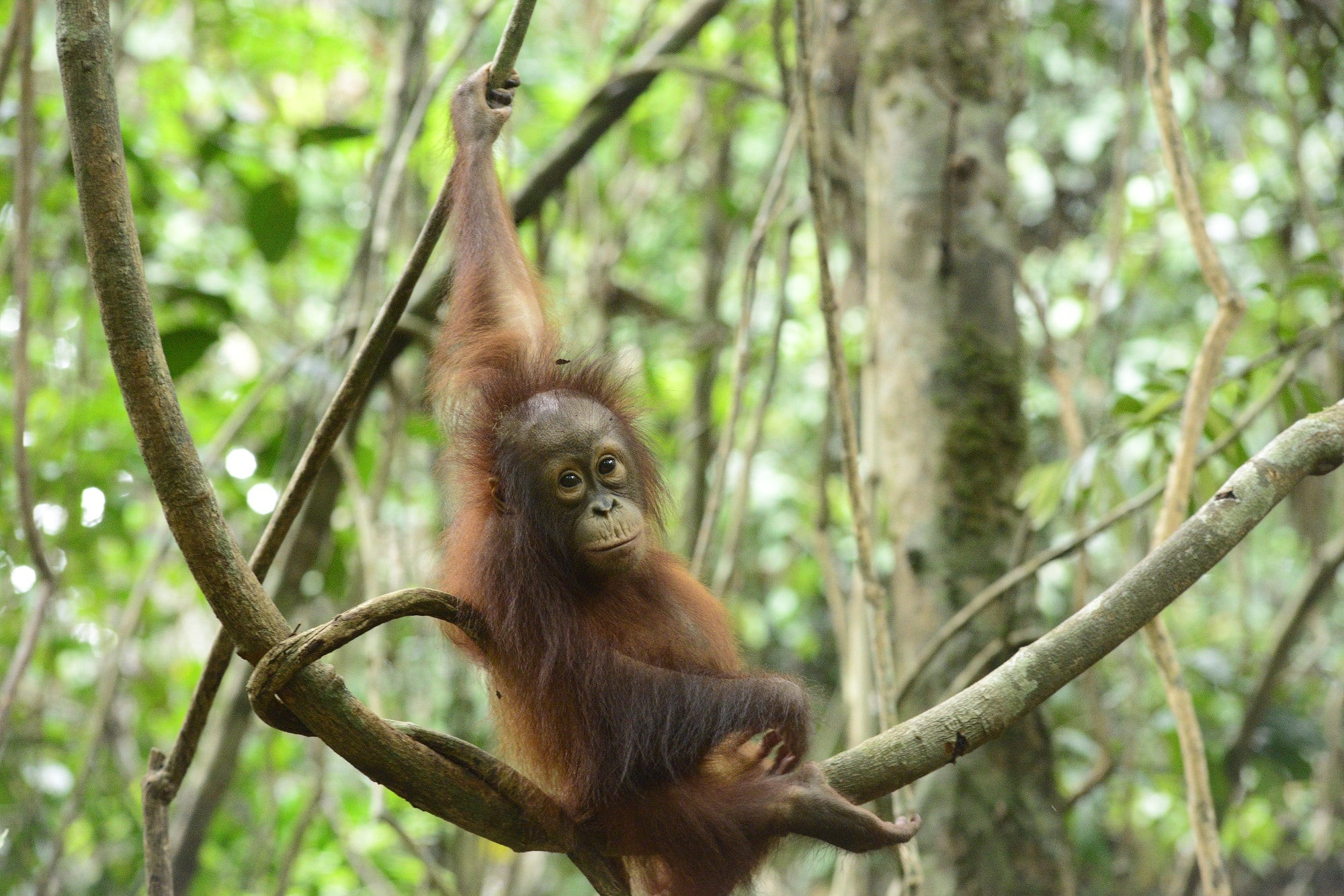 save the orangutan