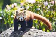 Red Pandas Why Are They Disappearing Earth Org Red Pandas Why Are They Disappearing Earth Org