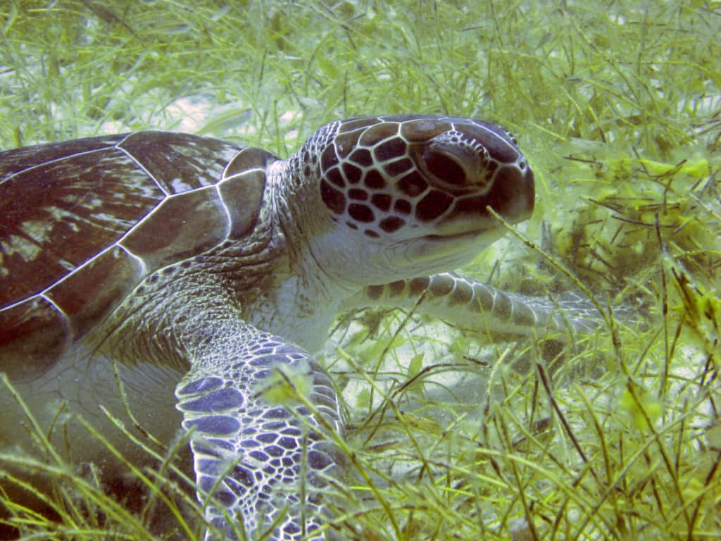 Green Sea Turtle: Endangered Animals Spotlight
