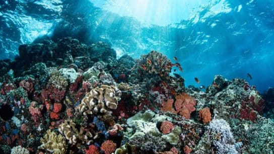 What Are Coral Reefs and Why Are They So Important?