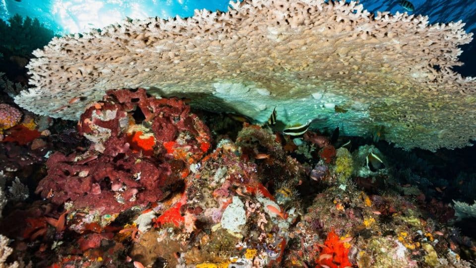 benefits of biodiversity