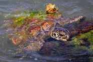 The Green Sea Turtle Diet Habitat And Conservation Efforts Earth Org The Green Sea Turtle Diet Habitat And Conservation Efforts Earth Org
