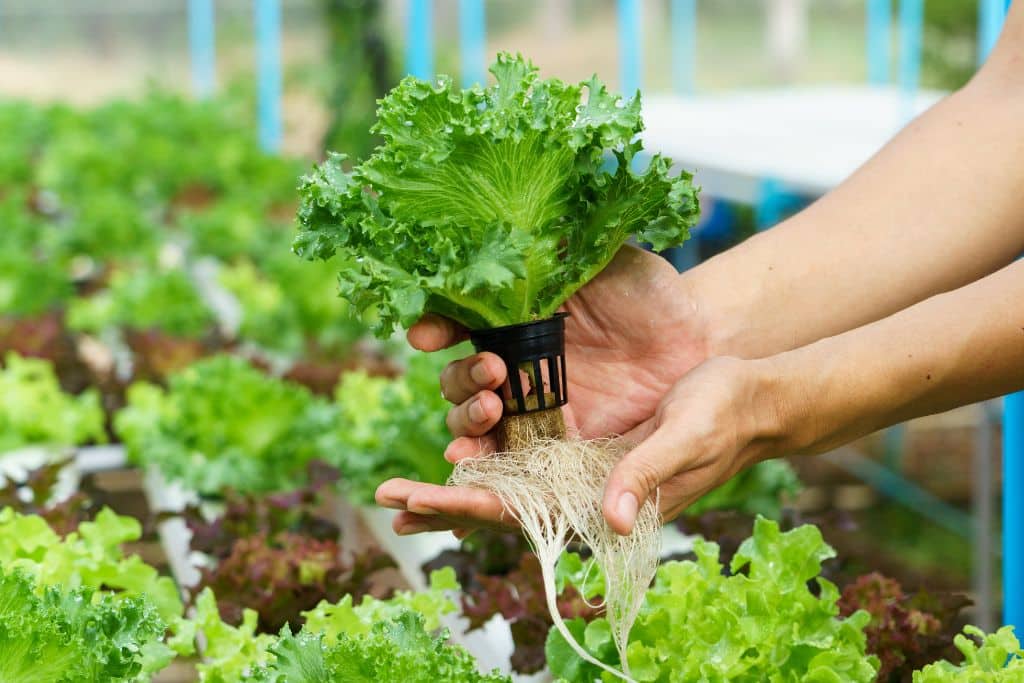 Hydroponic Farming; farming; salad garden; green leaves