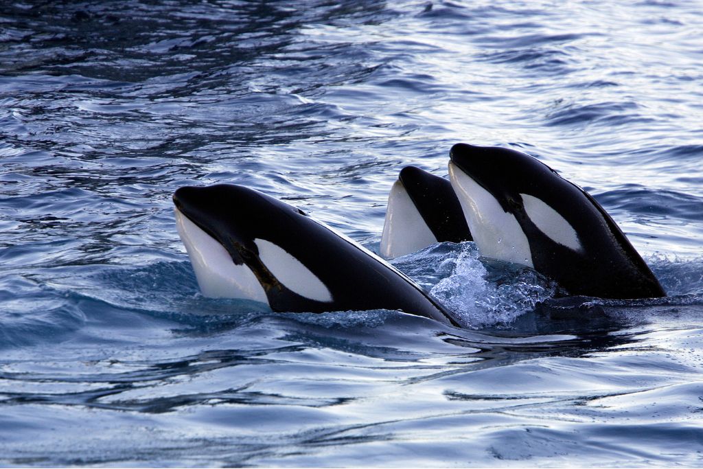 How Top Predator Decline Is Altering South Africa’s Marine Ecosystem