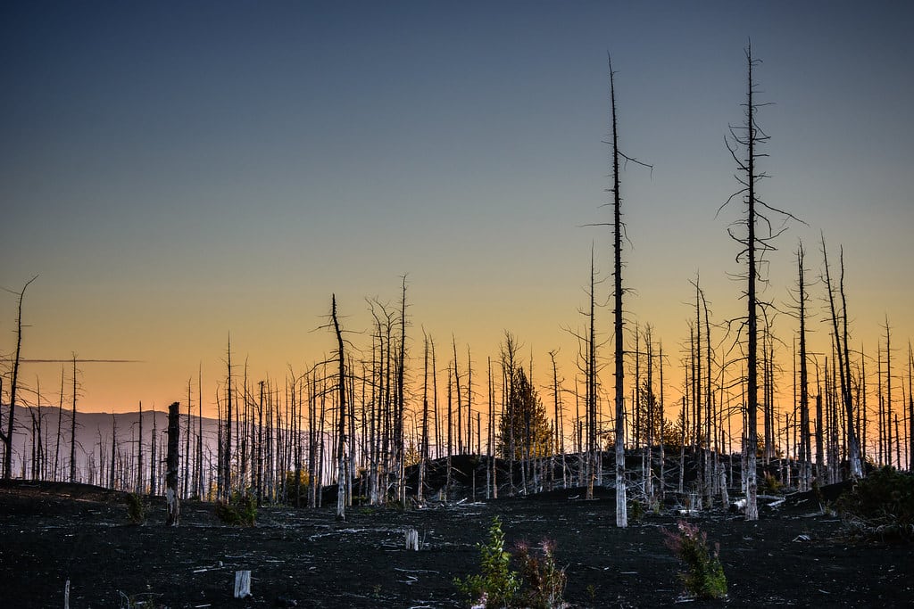 Reconsidering Reforestation and Tree Planting Projects